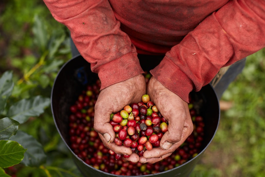 mycuppa offers great tasting Honduras single origin coffees for sale